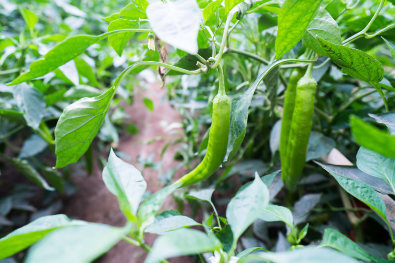 蓬莱温泉旅游度假村,蓬莱适合度假的小镇
