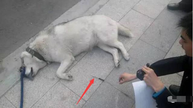 养狗的人遛狗需要注意什么,养狗的朋友在外遛狗请务必牵绳