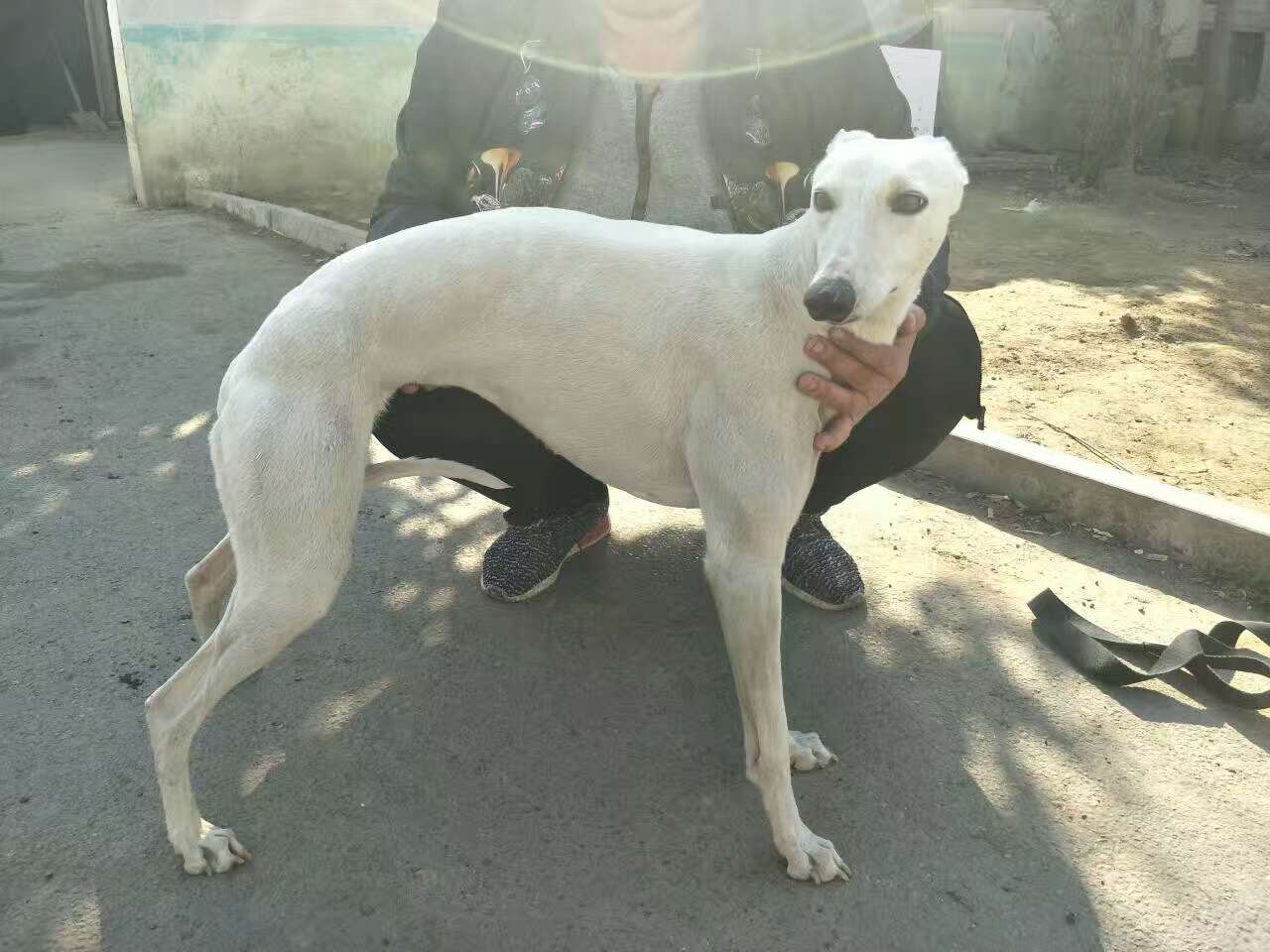 格力灵缇惠比特怎么分别,格力犬狩猎