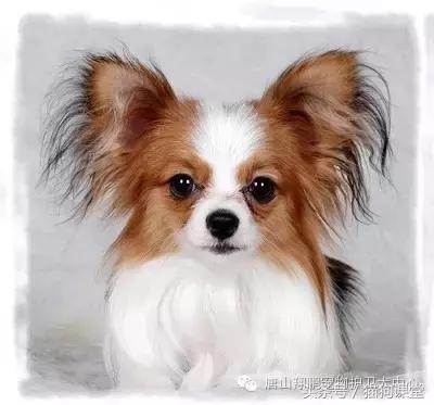 养蝴蝶犬注意哪些,养蝴蝶犬的注意事项