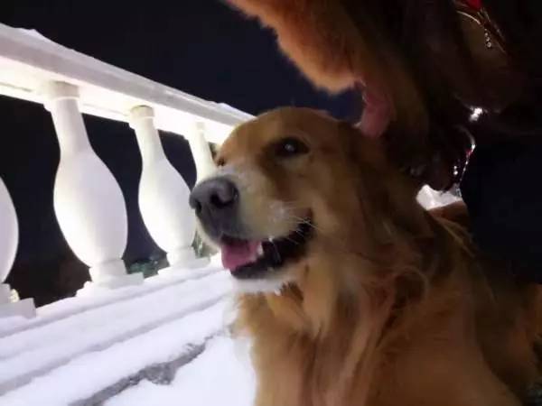 狗狗成精了有多厉害简直不敢相信,狗狗成精厉害简直不敢相信