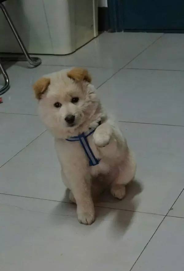 狗狗成精了有多厉害简直不敢相信,狗狗成精厉害简直不敢相信