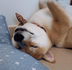 狗狗成精了有多厉害简直不敢相信,狗狗成精厉害简直不敢相信