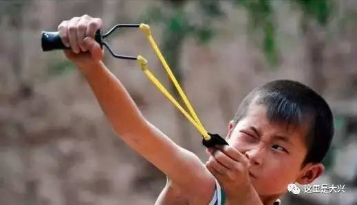 鸟类抓捕器,逮鸟笼子