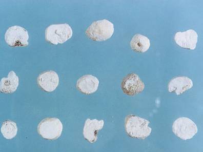 半夏有几种都是什么功用,中药材制半夏功用与禁忌