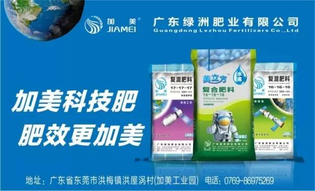 同样新会陈皮价格差距太大,台山新会柑收购价格