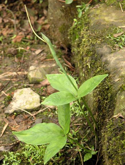 半夏有几种都是什么功用,中药材制半夏功用与禁忌