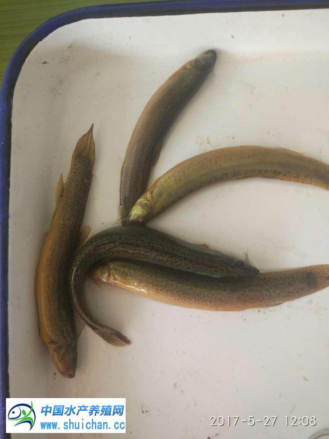 台湾泥鳅养殖行情,台湾泥鳅养殖期间怎么防治病害