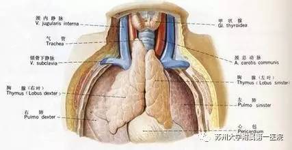 重症肌无力危象的首选药,重症肌无力开胸手术
