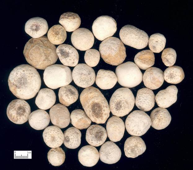 半夏有几种都是什么功用,中药材制半夏功用与禁忌