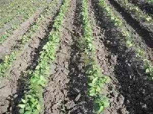 春玉米受冻害怎样补救,天气预报大豆冻害