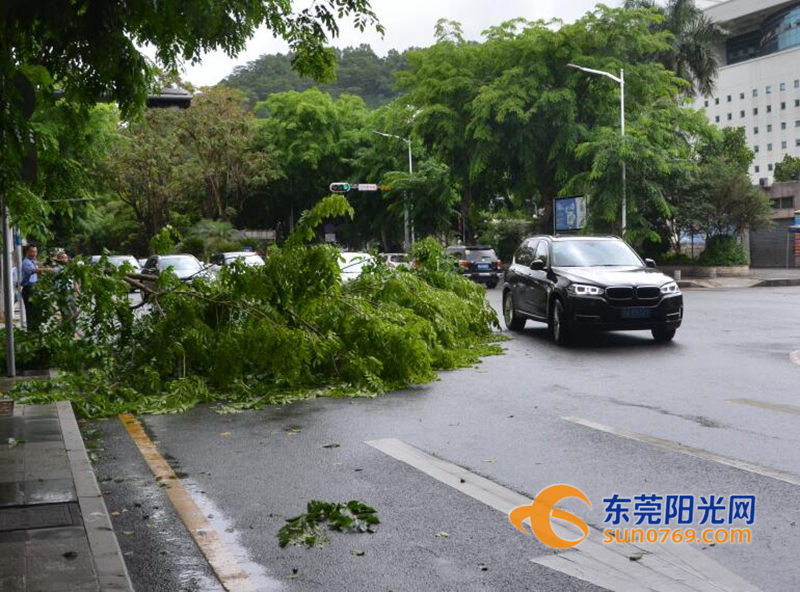 凤岗：“苗柏”初显威力康佳路树枝被吹断拦路