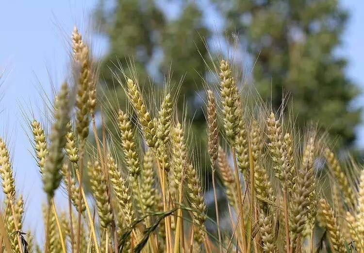 人间草木段落摘抄赏析,人间草木的文学常识