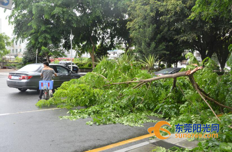 凤岗：“苗柏”初显威力康佳路树枝被吹断拦路