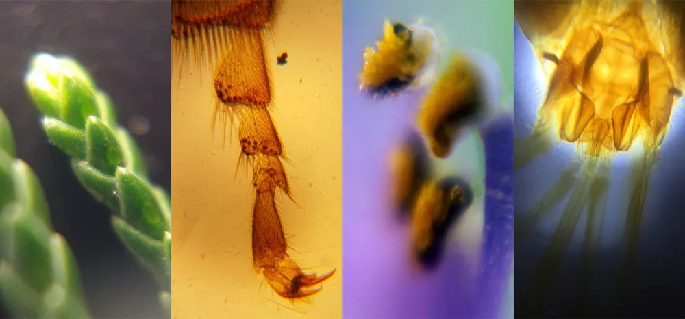 苹果手机自带微距镜头有哪些,iphone微距拍摄手机镜头