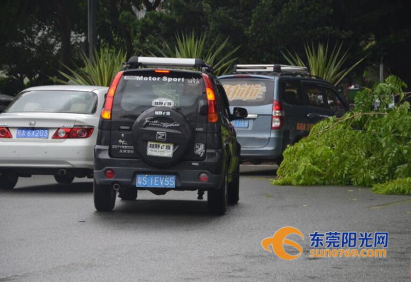 凤岗：“苗柏”初显威力康佳路树枝被吹断拦路