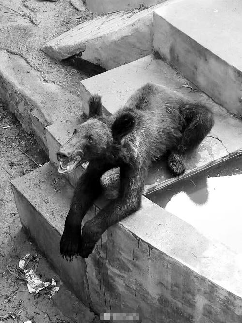 动物园黑熊胖成“黑猪”,动物园黑熊瘦成老鼠