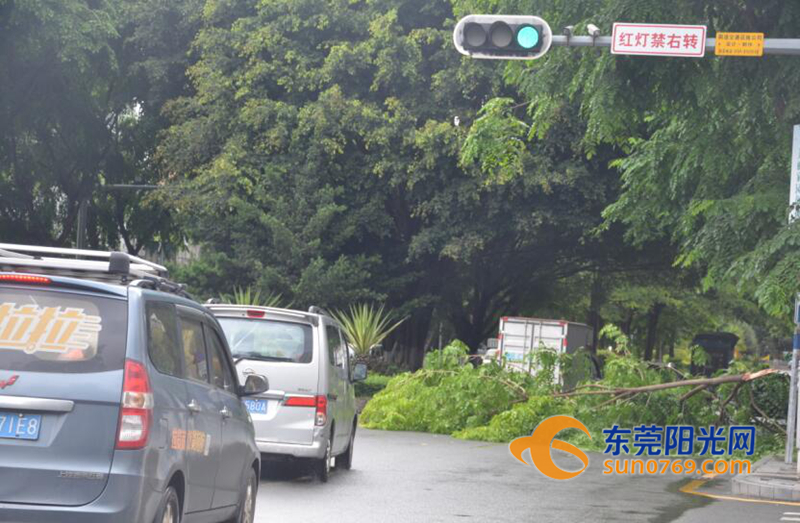 凤岗：“苗柏”初显威力康佳路树枝被吹断拦路