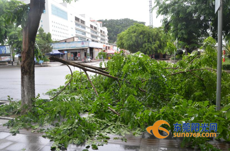 凤岗：“苗柏”初显威力康佳路树枝被吹断拦路