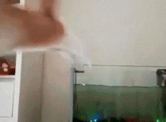 鱼缸不养鱼还能养什么小生物,鱼缸可以养不一样的鱼吗