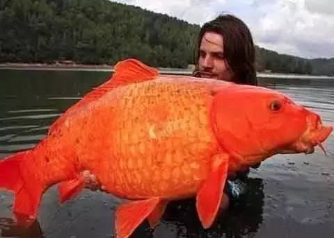 鱼缸不养鱼还能养什么小生物,鱼缸可以养不一样的鱼吗