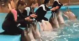 鱼缸不养鱼还能养什么小生物,鱼缸可以养不一样的鱼吗