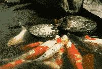 鱼缸不养鱼还能养什么小生物,鱼缸可以养不一样的鱼吗