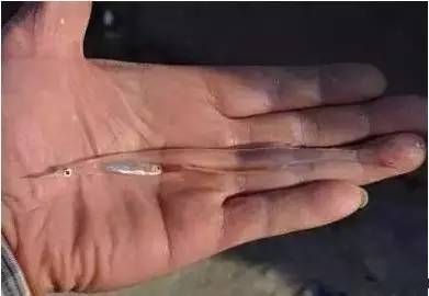 鱼缸不养鱼还能养什么小生物,鱼缸可以养不一样的鱼吗