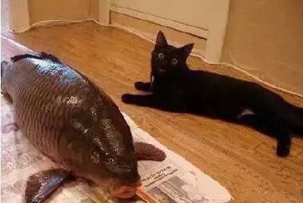 鱼缸不养鱼还能养什么小生物,鱼缸可以养不一样的鱼吗