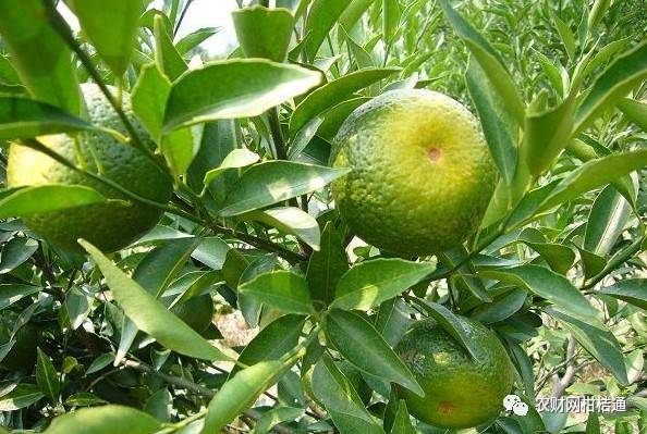 同样新会陈皮价格差距太大,台山新会柑收购价格