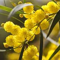 精灵宝可梦在现实中长什么样,精灵宝可梦到底是中国还是日本的