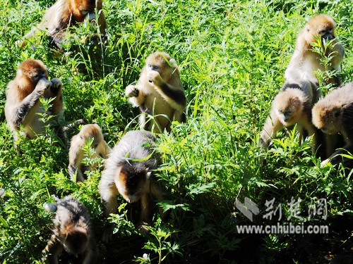 湖北省最值得打卡的城市,湖北十大绝美小城