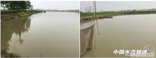 草鱼容易死的原因,草鱼春季放养死亡原因