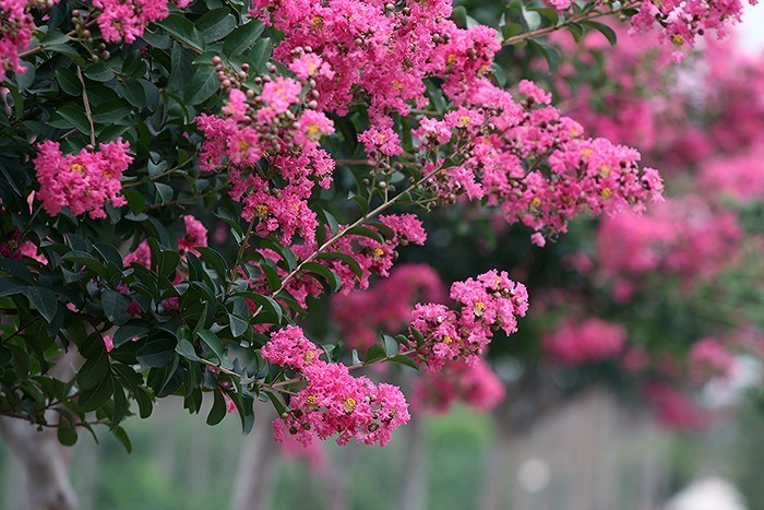 人间草木段落摘抄赏析,人间草木的文学常识