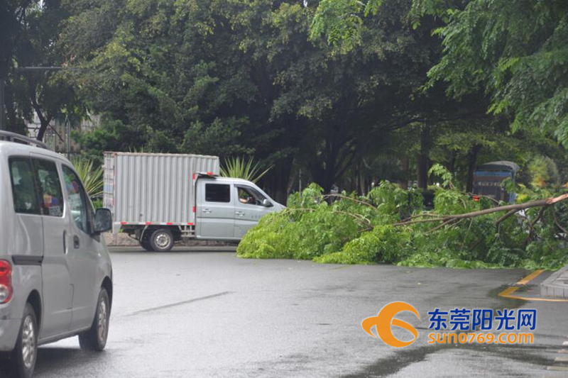 凤岗：“苗柏”初显威力康佳路树枝被吹断拦路