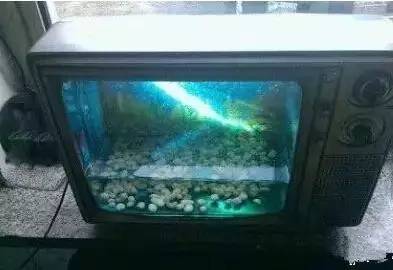 鱼缸不养鱼还能养什么小生物,鱼缸可以养不一样的鱼吗