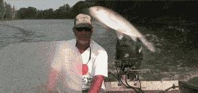 鱼缸不养鱼还能养什么小生物,鱼缸可以养不一样的鱼吗