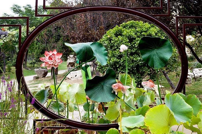 郑州哪的荷花开得比较好,郑州荷花观赏区