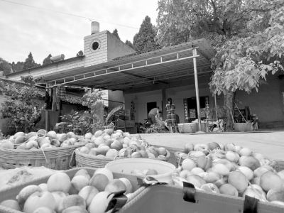 旅游摘桃地方哪里好吃点,去果农家摘油桃