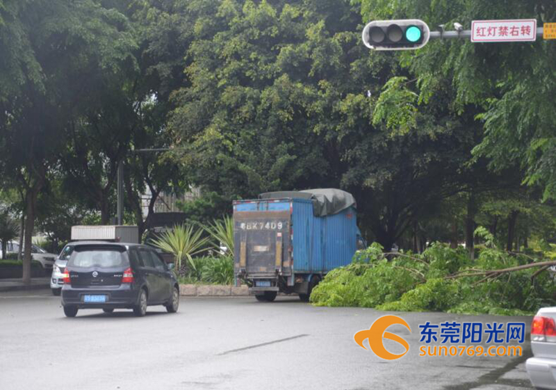 凤岗：“苗柏”初显威力康佳路树枝被吹断拦路