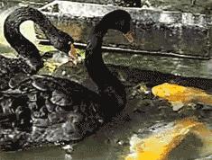 鱼缸不养鱼还能养什么小生物,鱼缸可以养不一样的鱼吗