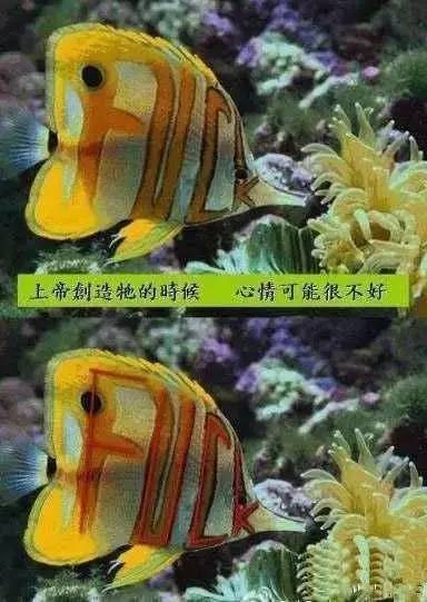 鱼缸不养鱼还能养什么小生物,鱼缸可以养不一样的鱼吗