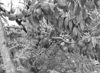 旅游摘桃地方哪里好吃点,去果农家摘油桃