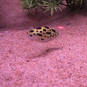 鱼缸不养鱼还能养什么小生物,鱼缸可以养不一样的鱼吗