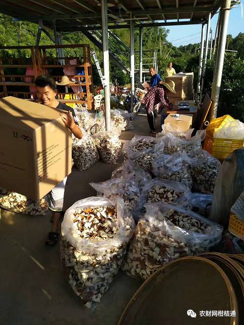 同样新会陈皮价格差距太大,台山新会柑收购价格