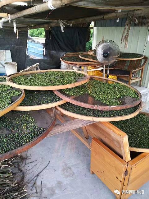 同样新会陈皮价格差距太大,台山新会柑收购价格