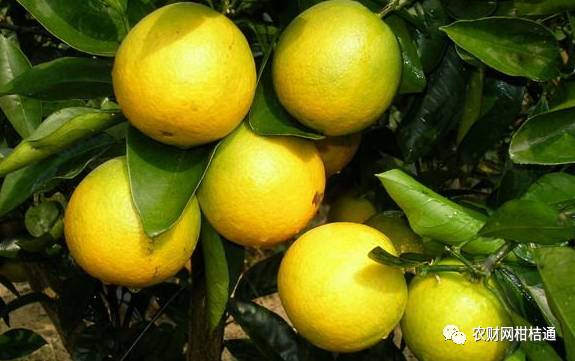 同样新会陈皮价格差距太大,台山新会柑收购价格