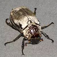 精灵宝可梦在现实中长什么样,精灵宝可梦到底是中国还是日本的