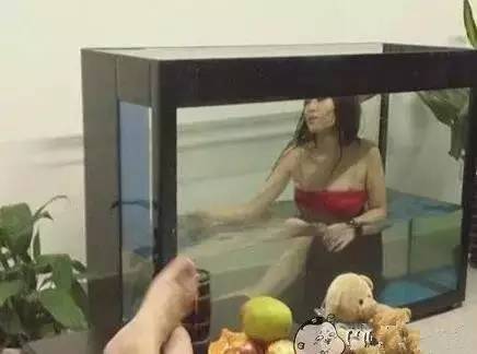 鱼缸不养鱼还能养什么小生物,鱼缸可以养不一样的鱼吗