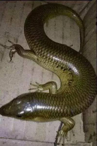 鱼缸不养鱼还能养什么小生物,鱼缸可以养不一样的鱼吗